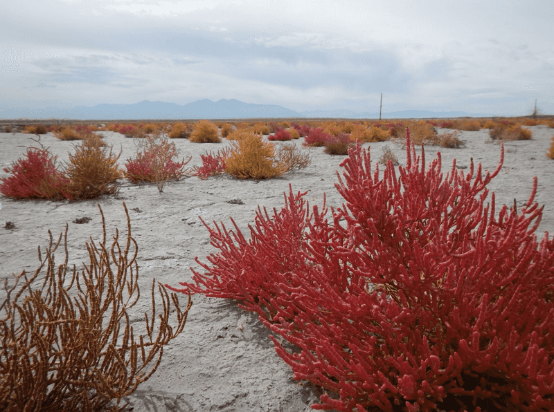 Salty Pannes Push Plants Into Their Red Zone Salty Pannes Push Plants Into Their Red Zone