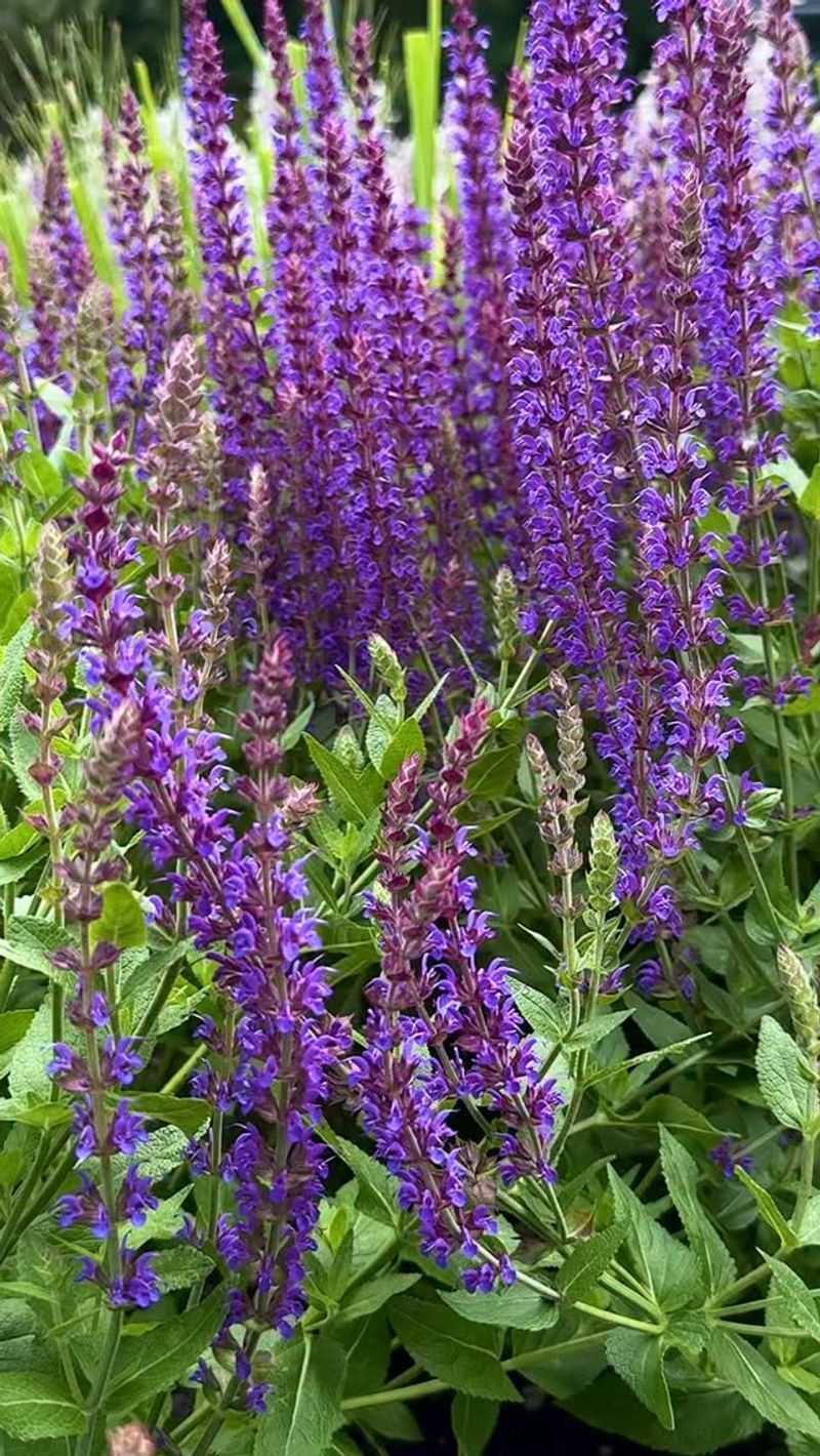 Salvia Salvia