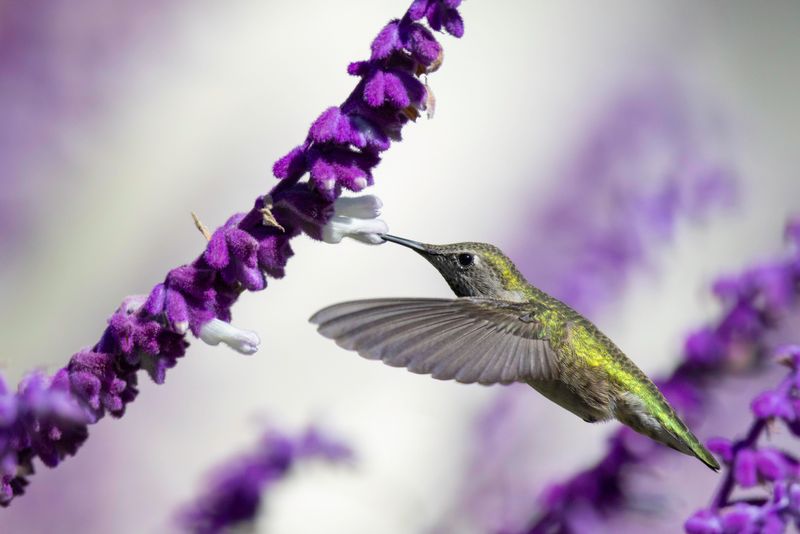 Salvia Draws Pollinators Into Late Fall Salvia Draws Pollinators Into Late Fall