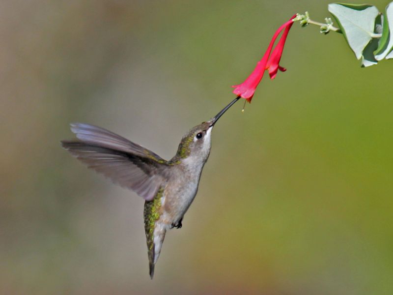 Salvia Flowers Keep Nectar Flowing Between Stops Salvia Flowers Keep Nectar Flowing Between Stops