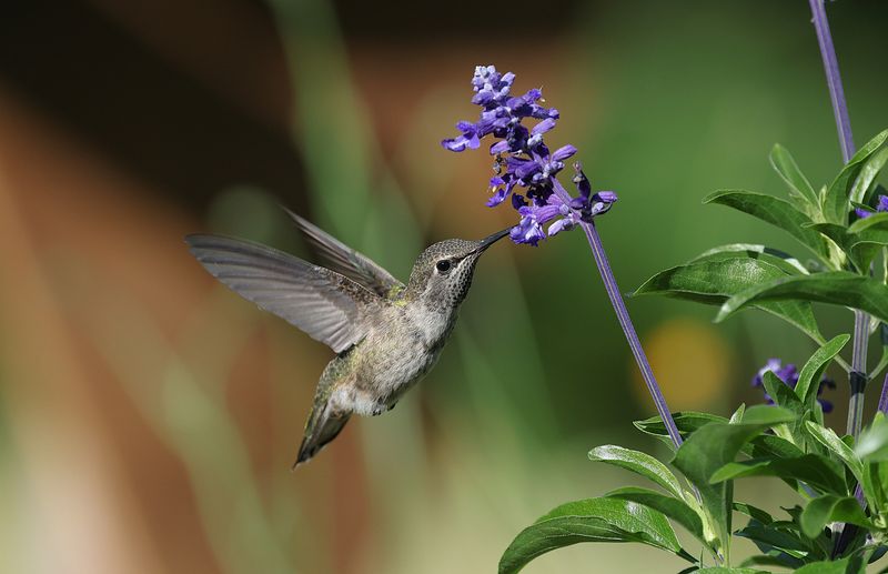 Salvia For Hummingbird Traffic Salvia For Hummingbird Traffic