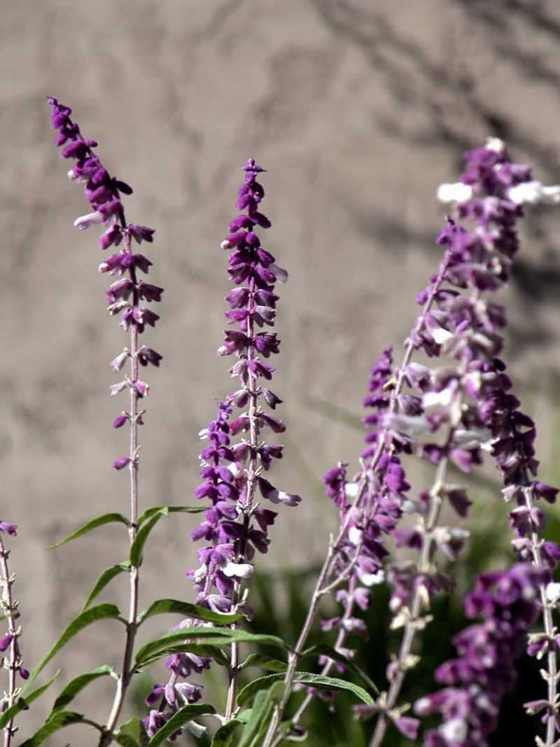Salvia Holds Up Well Across Most Zones