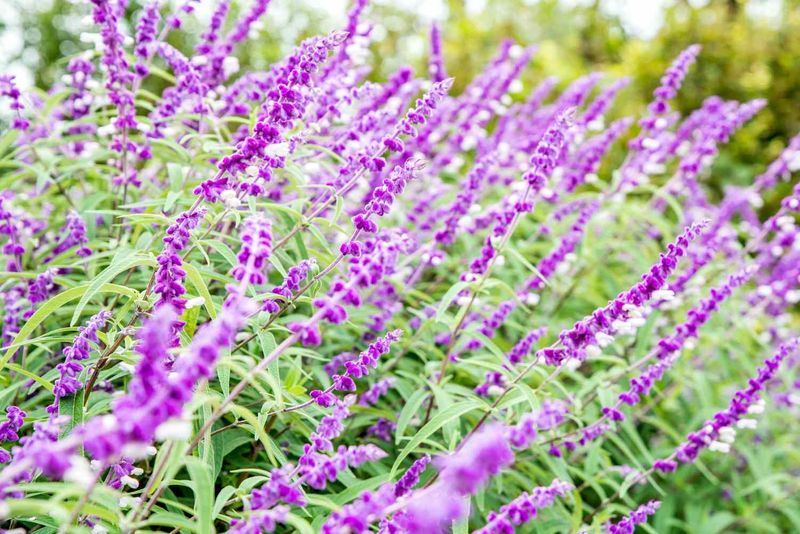 Salvia Keeps Blooming As Nights Cool Salvia Keeps Blooming As Nights Cool