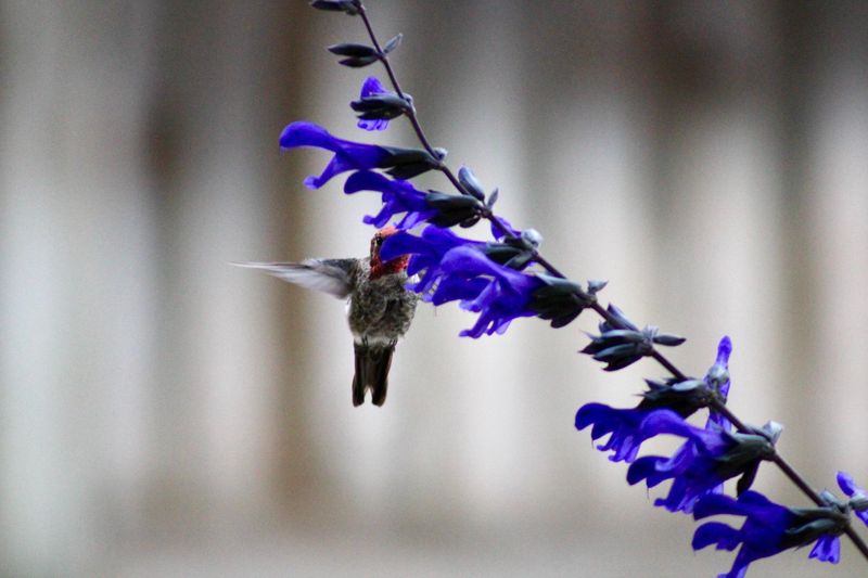Salvia Keeps Flowering As Nights Cool Salvia Keeps Flowering As Nights Cool