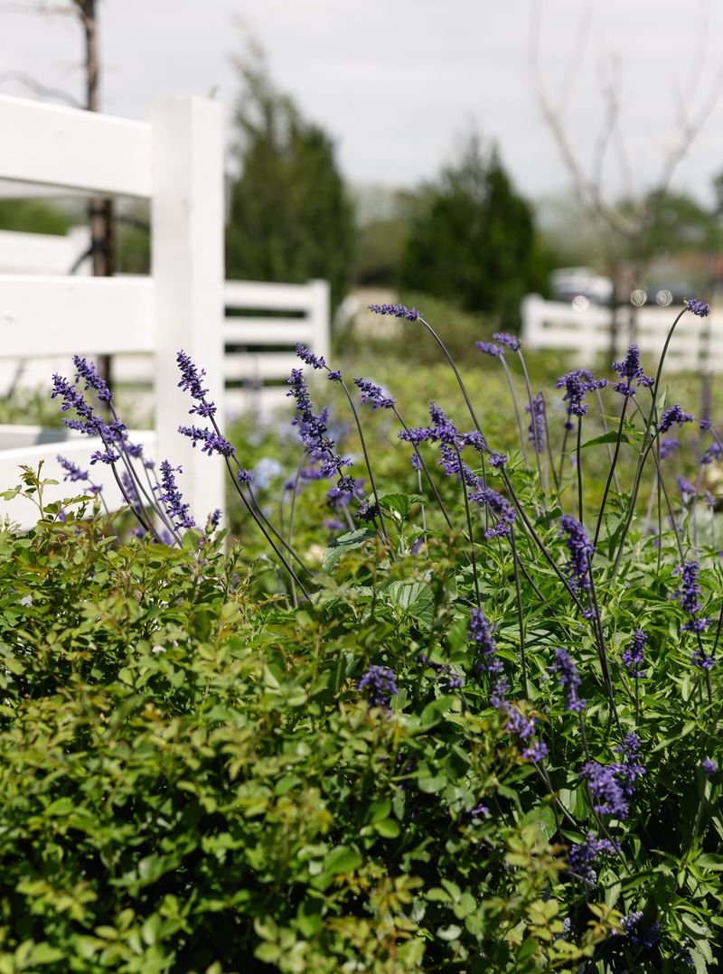 Salvia Loves The Texas Heat Salvia Loves The Texas Heat