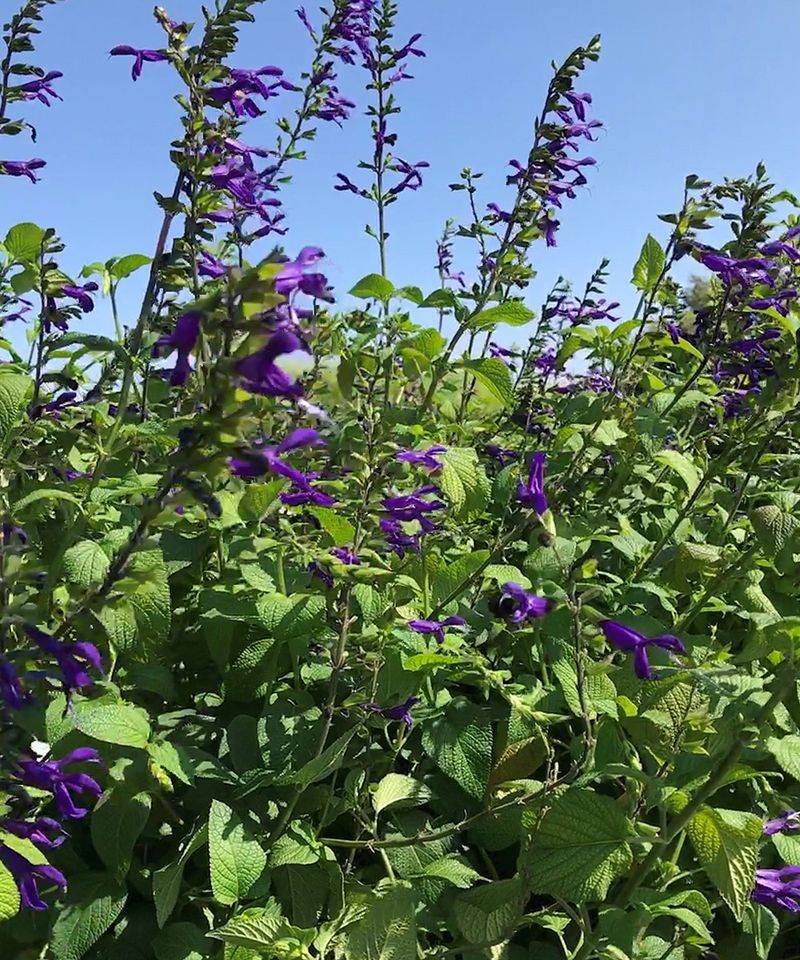 Salvia Performs Better With Limited Feeding
