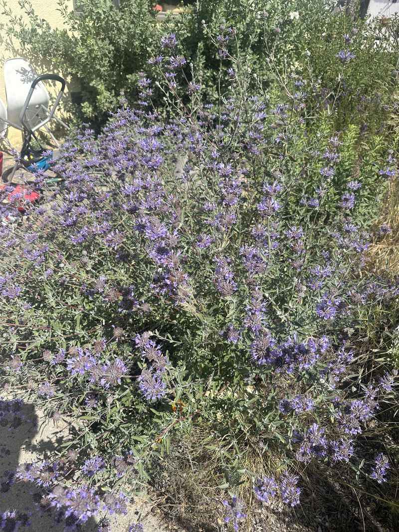 Salvia Sells Fast For Its Pollinator Reputation Salvia Sells Fast For Its Pollinator Reputation