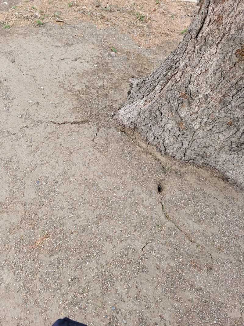 Sand Pine Leaning After Wet Weather