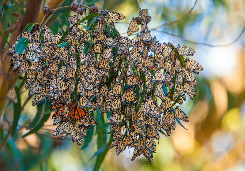 Santa Cruz Has Long-Standing Monarch Habitat Santa Cruz Has Long-Standing Monarch Habitat
