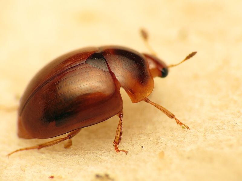 Sap Beetles, The Small Culprit Behind Soured Figs Sap Beetles, The Small Culprit Behind Soured Figs