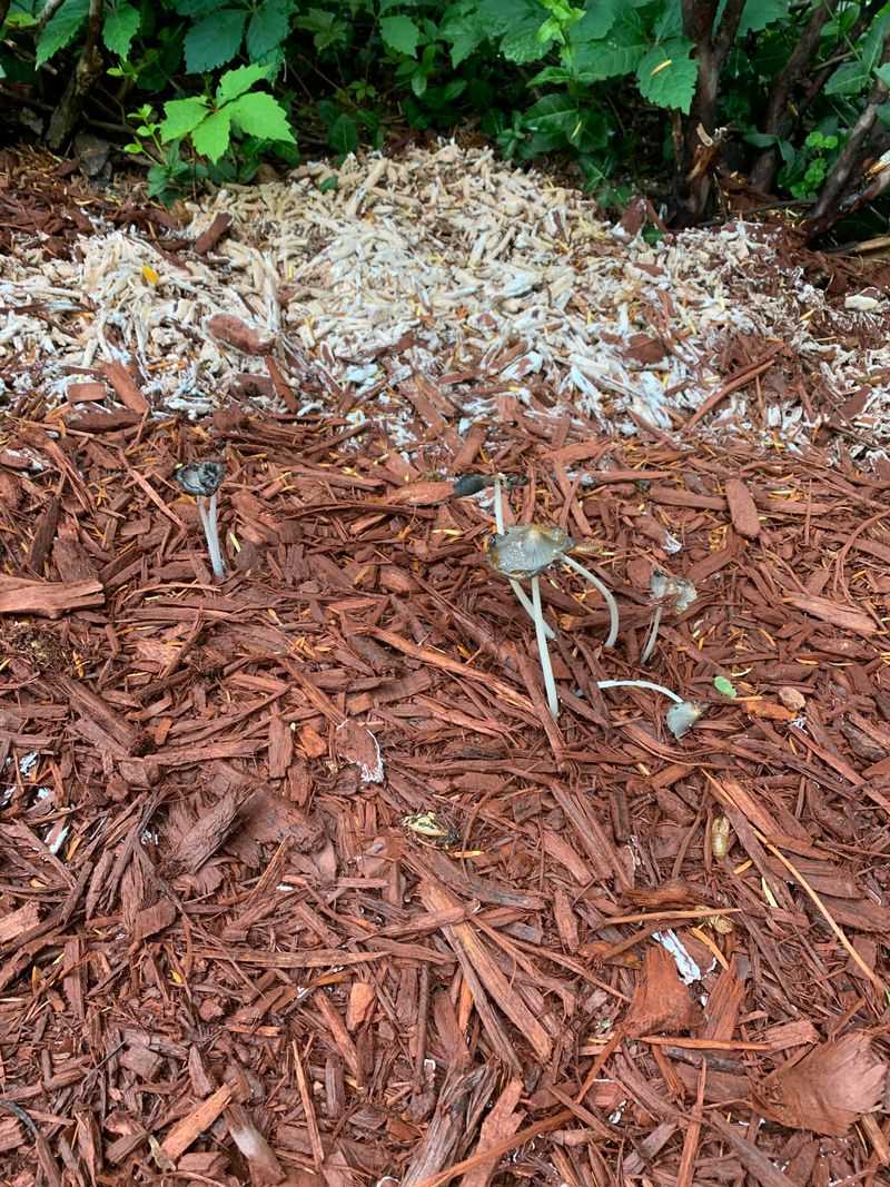 Saprophytic Fungus Feeds On Old Plant Matter Saprophytic Fungus Feeds On Old Plant Matter