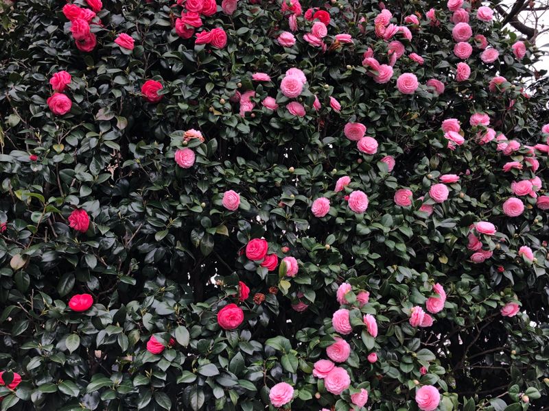 Sasanqua Camellia Turns Hedges Into Flower Walls