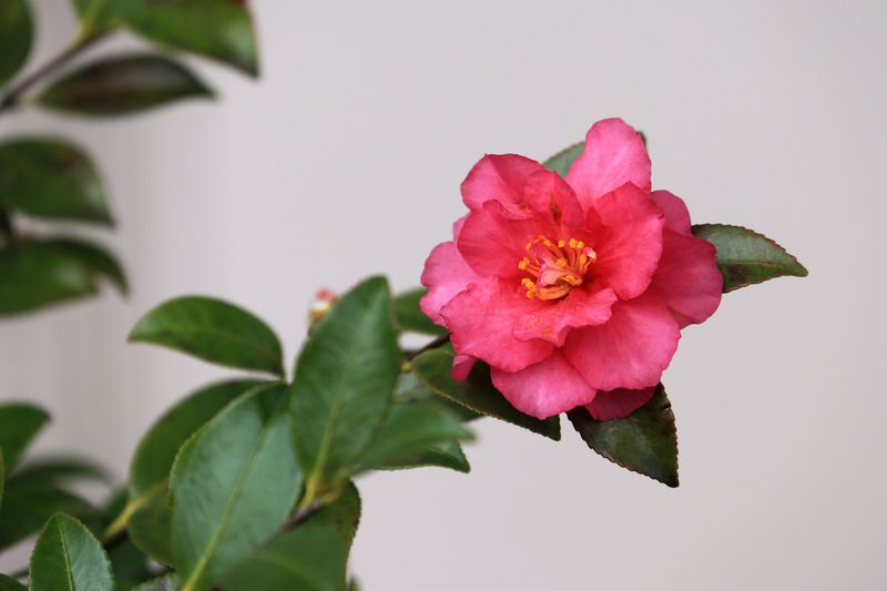 Sasanqua Varieties Were Built For Early Fall Anyway