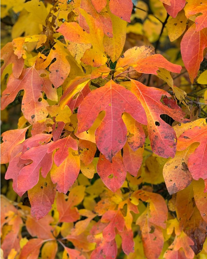 Sassafras Can Show Several Fall Colors