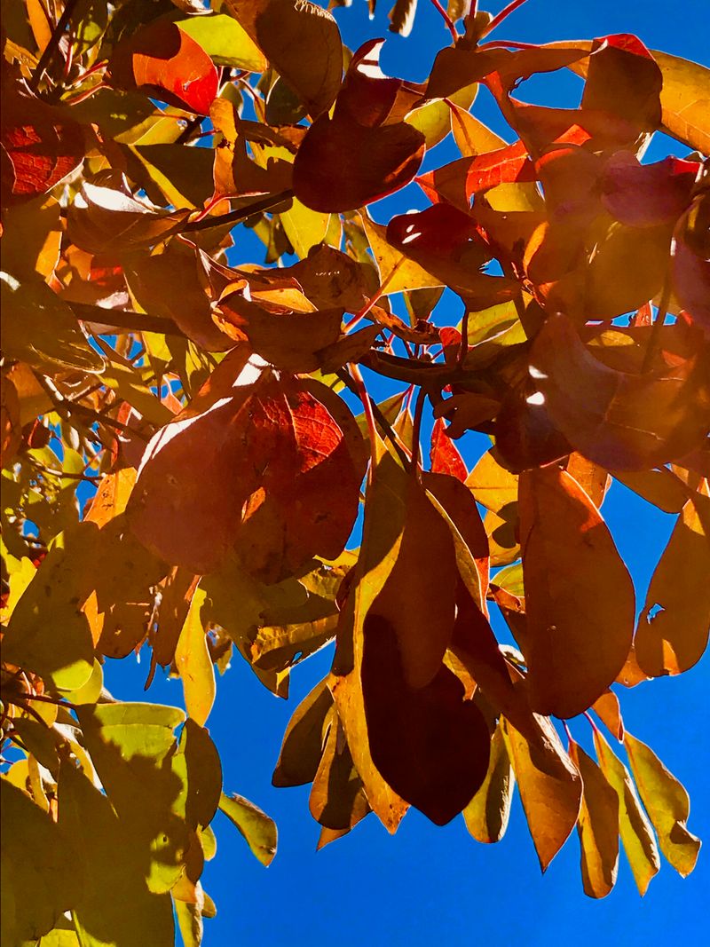 Sassafras Can Turn A Florida Fall Into A Multicolor Display Sassafras Can Turn A Florida Fall Into A Multicolor Display