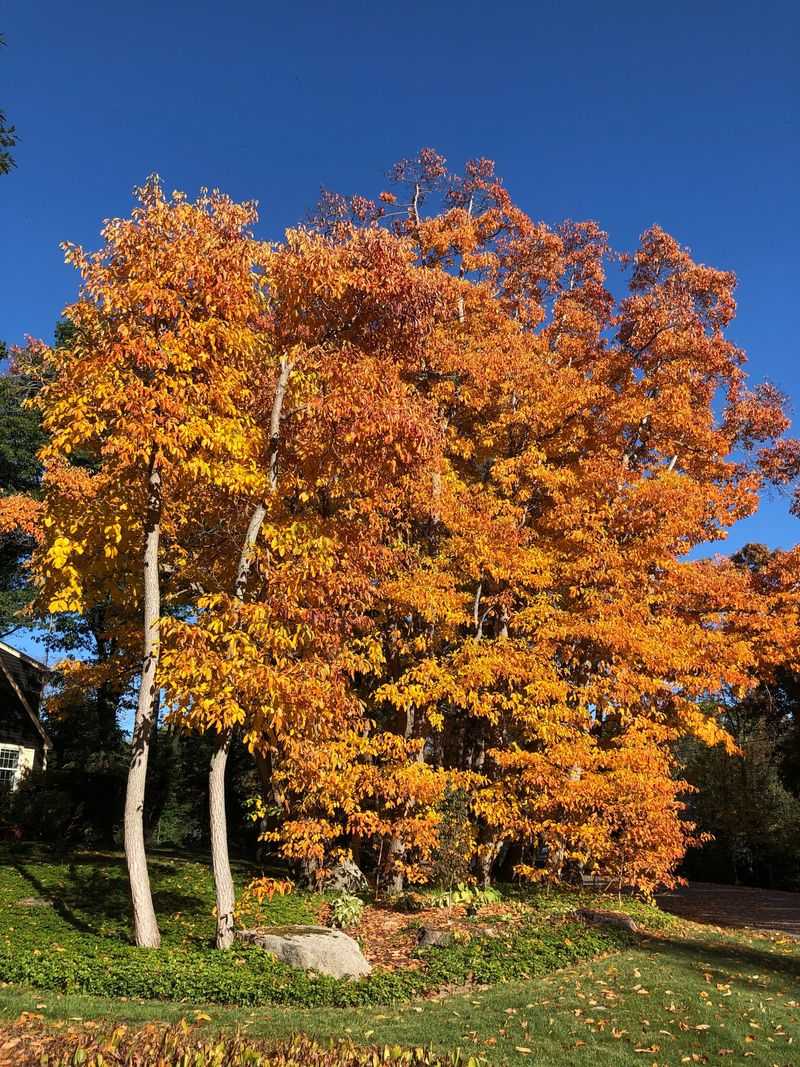 Sassafras Rounds Out A Tough Lineup