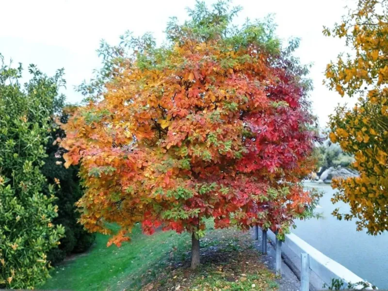 Sassafras Turns Shades Of Yellow Orange And Red Sassafras Turns Shades Of Yellow Orange And Red
