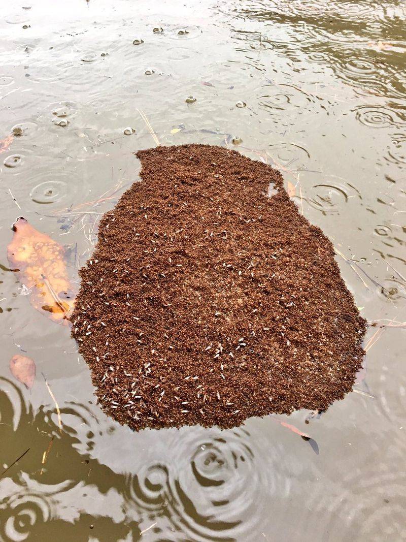 Saturated Soil Sends Established Colonies Toward Higher Ground