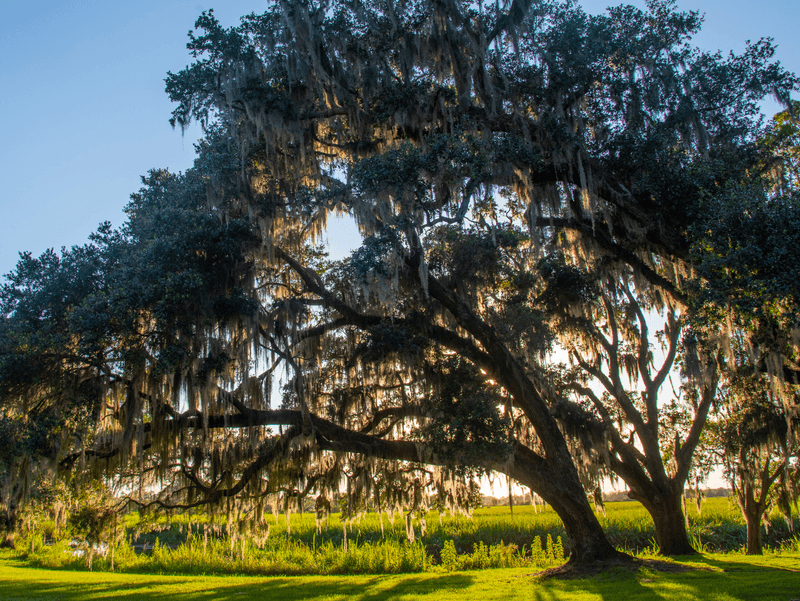 Save A Well-Placed Oak For The Wildlife It Can Support