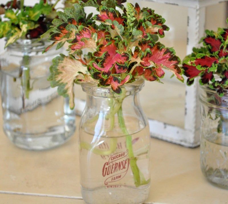 Save Coleus With Indoor Cuttings
