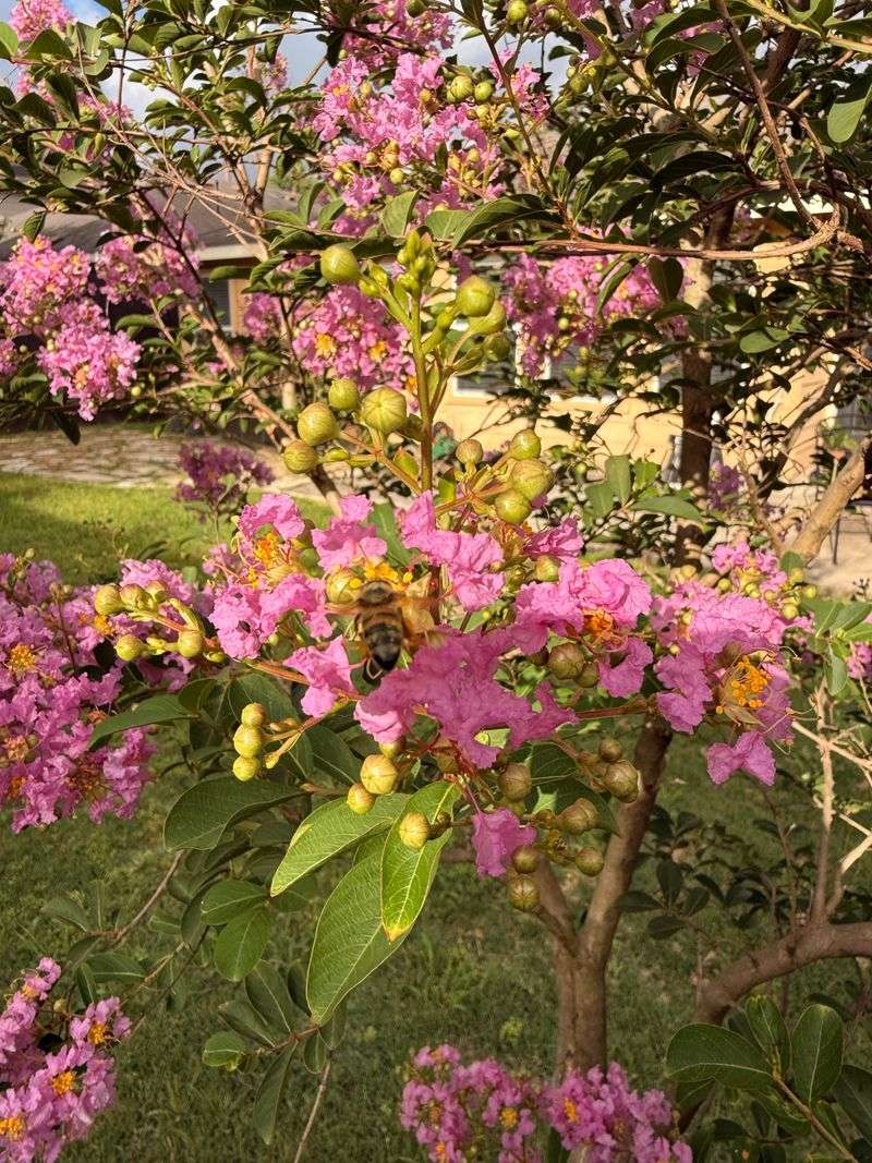 Save Crape Myrtle For Late Winter Save Crape Myrtle For Late Winter