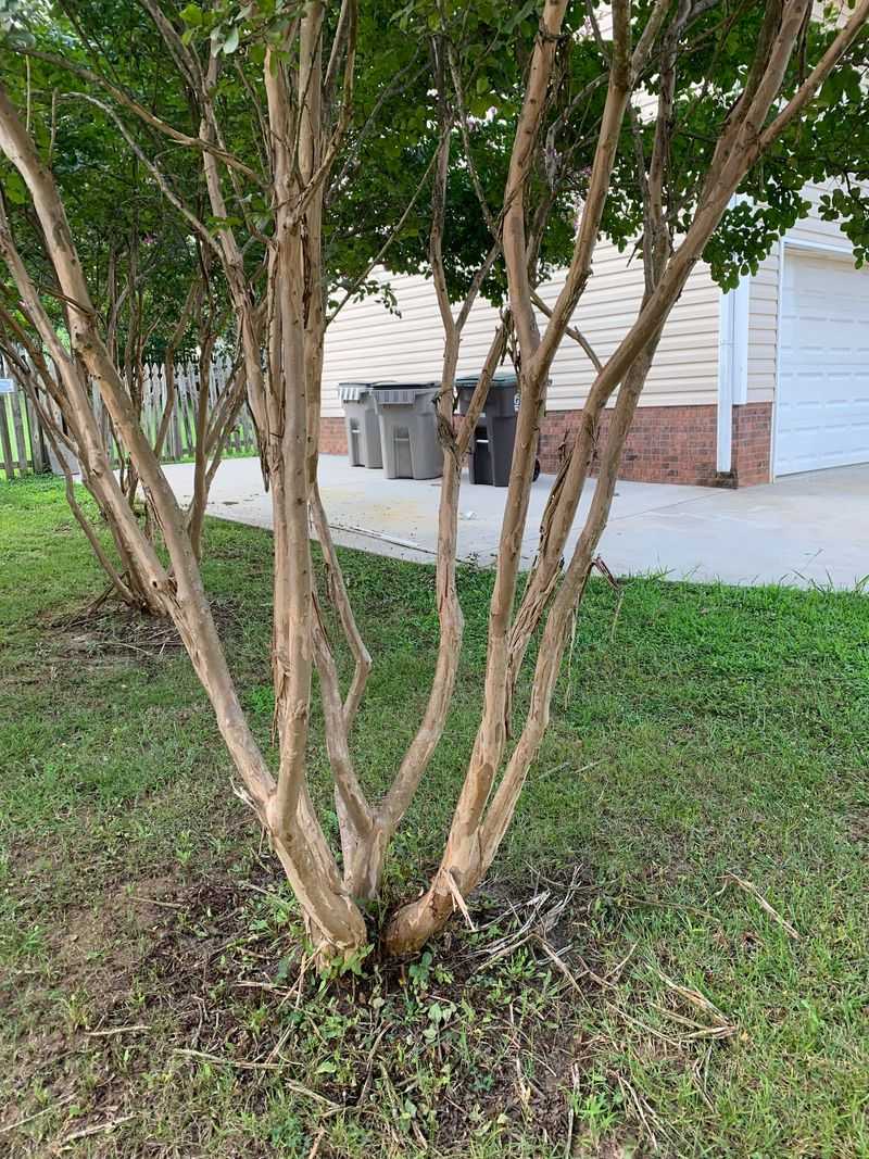 Save Crape Myrtle Shaping For Winter