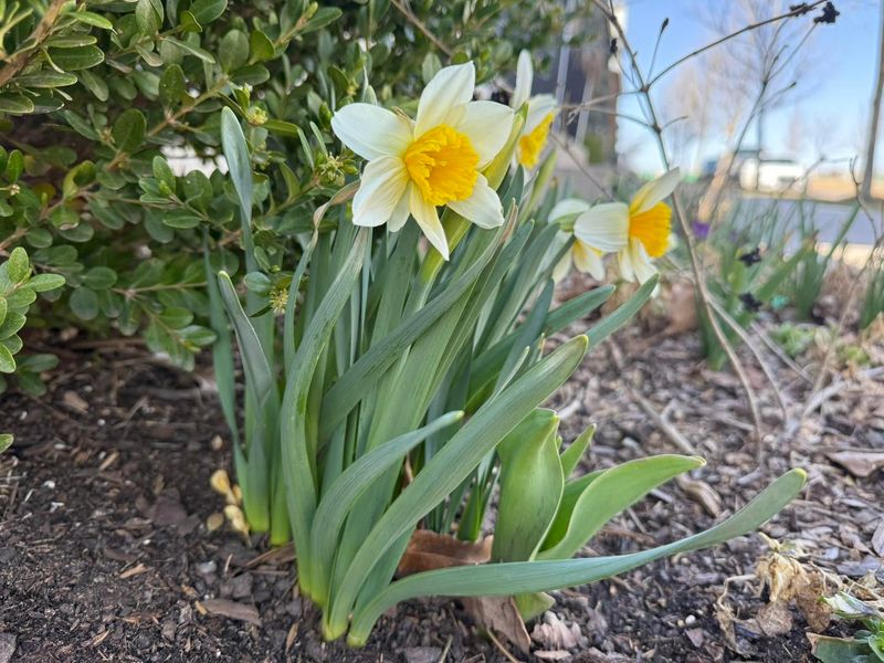 Save Daffodils For The Cooler Planting Weather Ahead