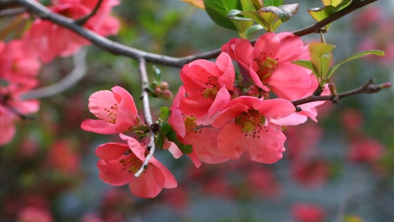 Save Flowering Quince Pruning For Post-Bloom Save Flowering Quince Pruning For Post-Bloom
