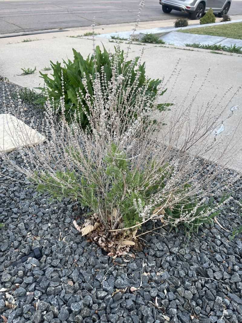 Save Hard Pruning For New Growth
