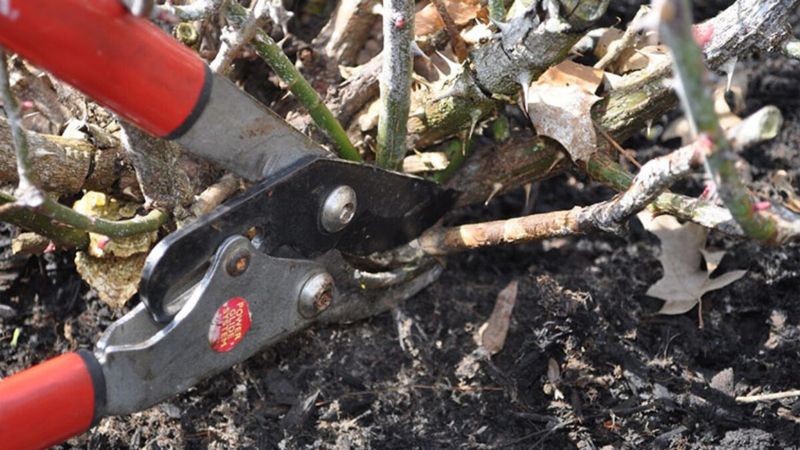 Save Heavy Pruning For The Right Season