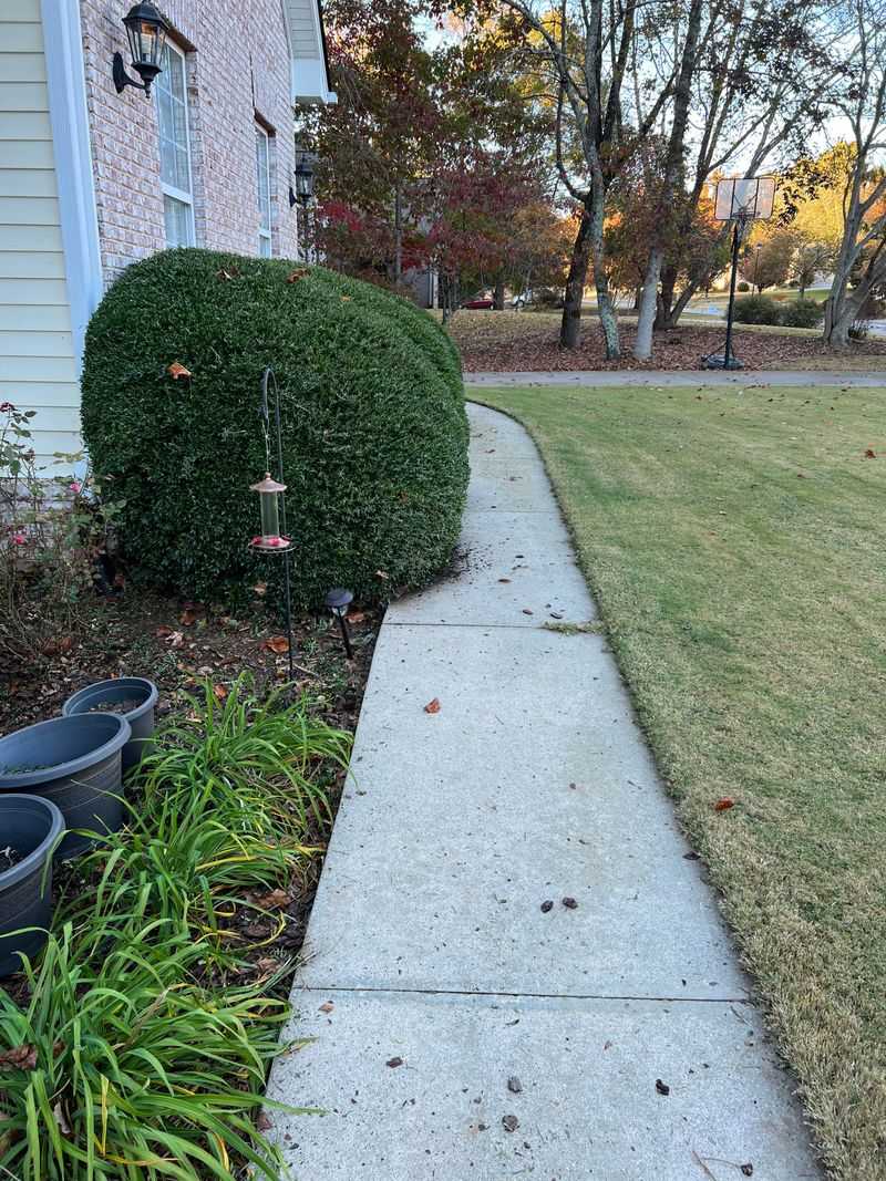 Save Major Boxwood Pruning For Late Winter Save Major Boxwood Pruning For Late Winter