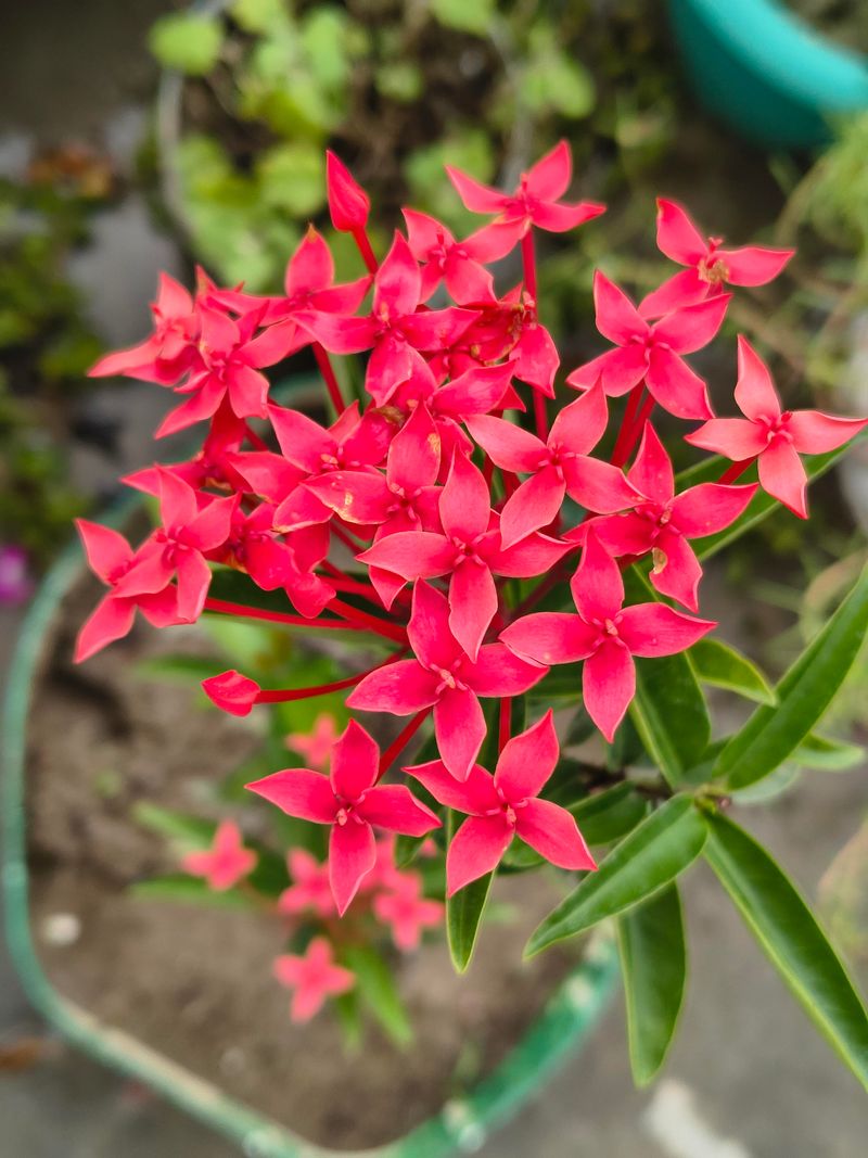 Save Major Pruning For Late Winter