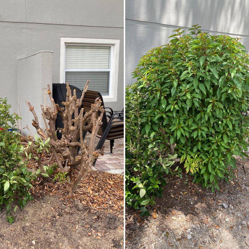 Save Major Pruning For Late Winter Save Major Pruning For Late Winter
