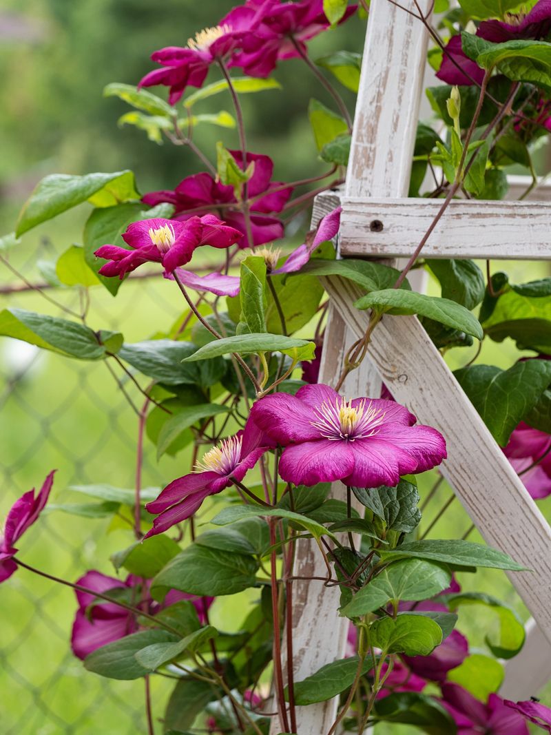 Save Major Pruning For The Correct Season
