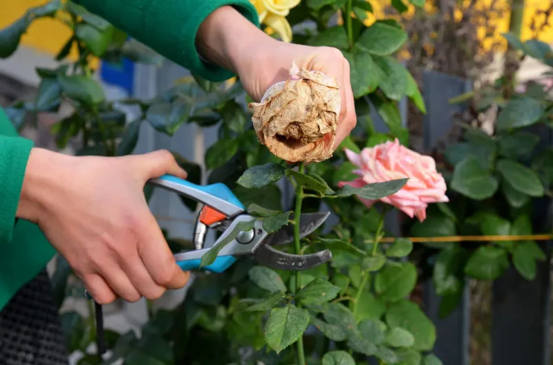Save Major Pruning For The Proper Season Save Major Pruning For The Proper Season