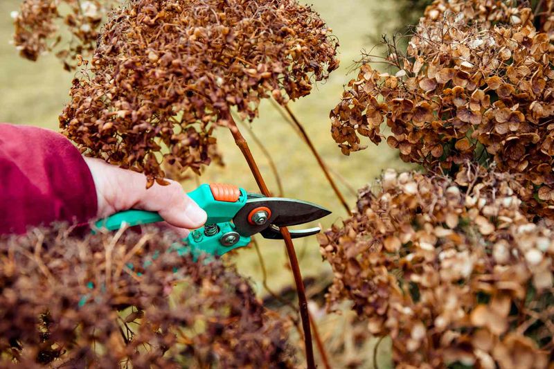 Save Major Pruning For The Right Season