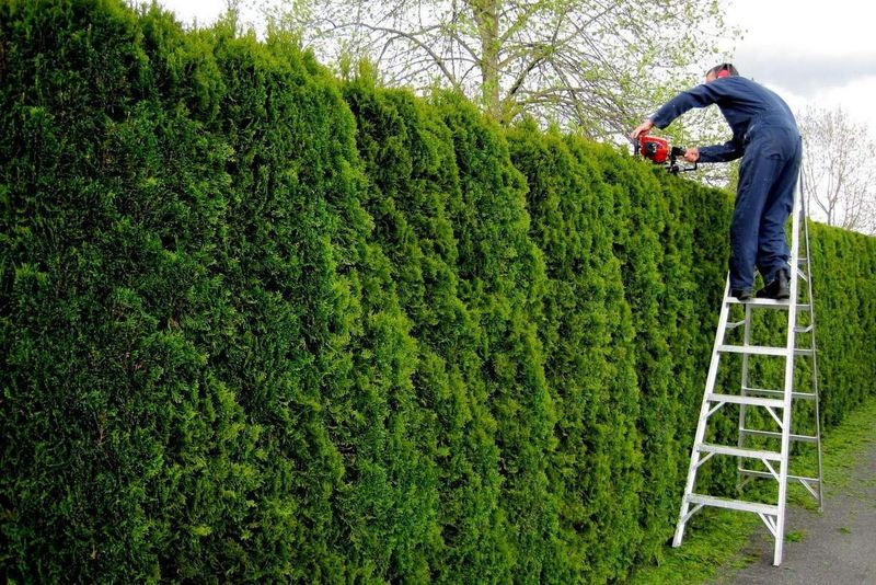 Save Major Reshaping For The Proper Season Save Major Reshaping For The Proper Season