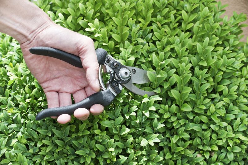 Save Major Shaping For The Appropriate Season Save Major Shaping For The Appropriate Season