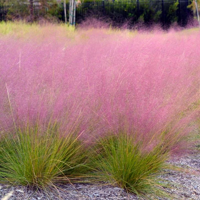 Save Muhly Grass Fertilizer For Its Spring Growth Spurt