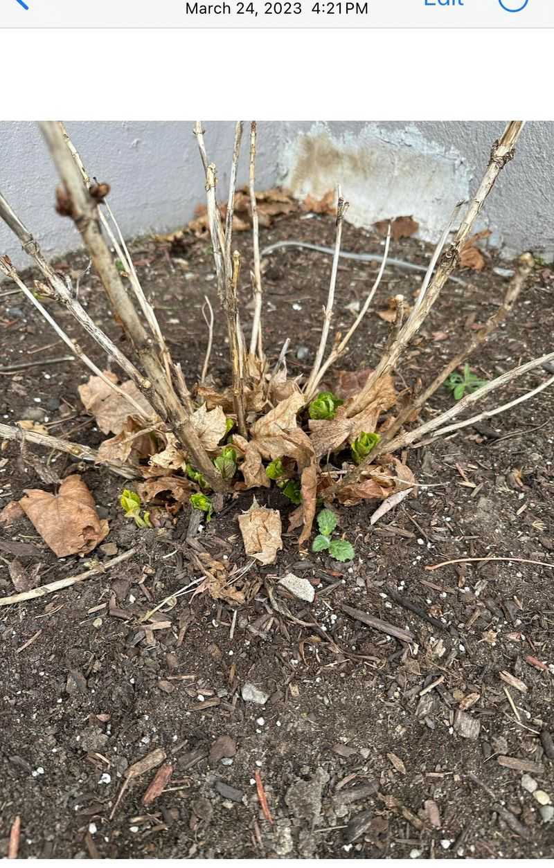 Save Next Season's Buds By Timing Cuts Carefully