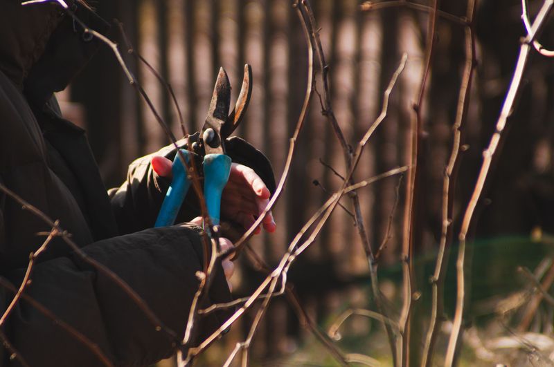 Save Pruning For Late Winter Save Pruning For Late Winter
