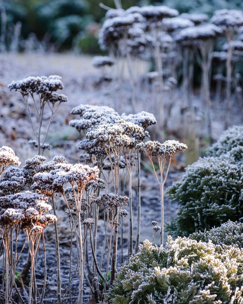 Save Seed Heads For Wildlife Value