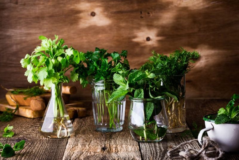 Save Seeds And Cuttings From Your Favorite Herb Plants Save Seeds And Cuttings From Your Favorite Herb Plants