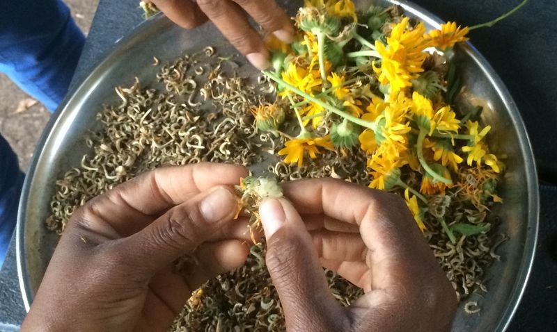 Save Seeds From Open-Pollinated Plants