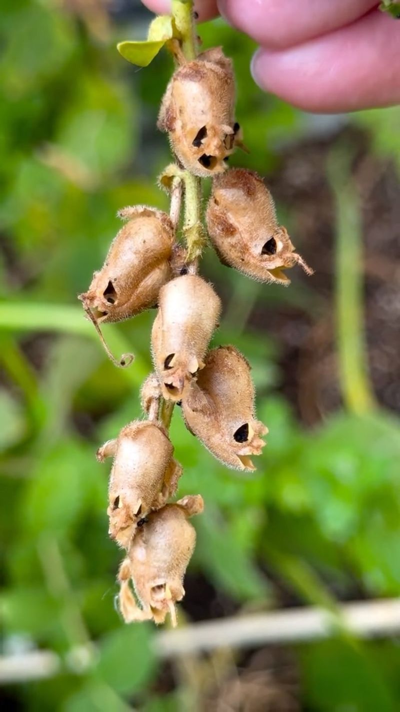 Save Seeds From Your Best Blooms Save Seeds From Your Best Blooms