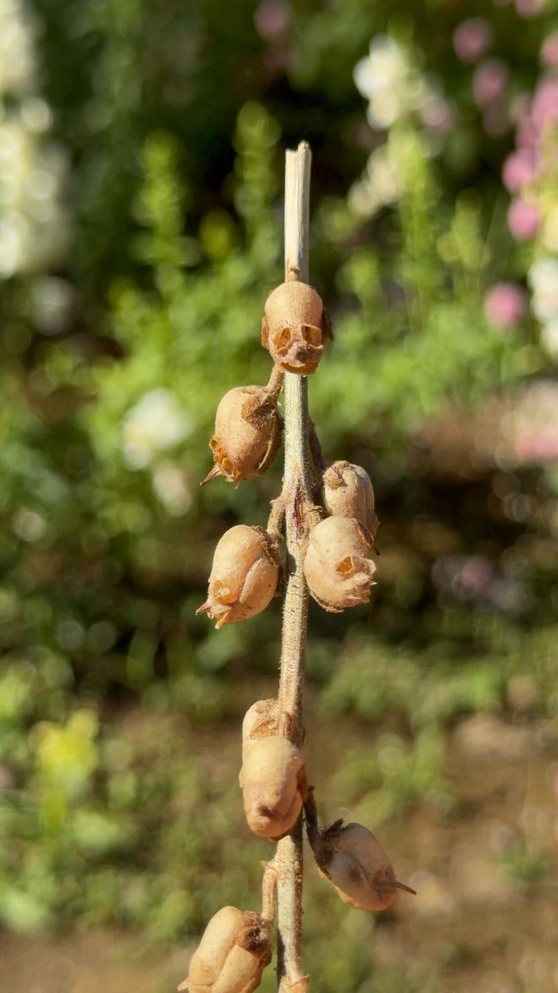 Save Seeds From Your Strongest Plants For Next Spring