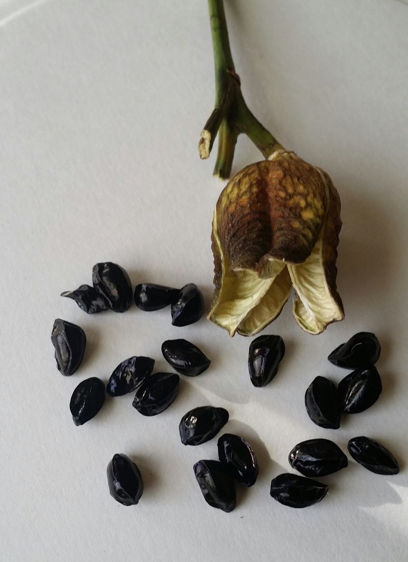 Save The Seed Pods For Fun Experiments Save The Seed Pods For Fun Experiments