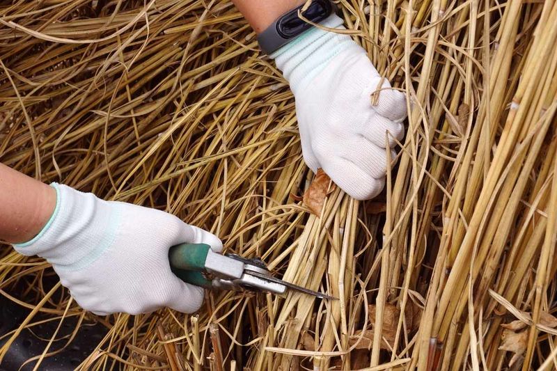 Save The Shears For Late Winter Save The Shears For Late Winter