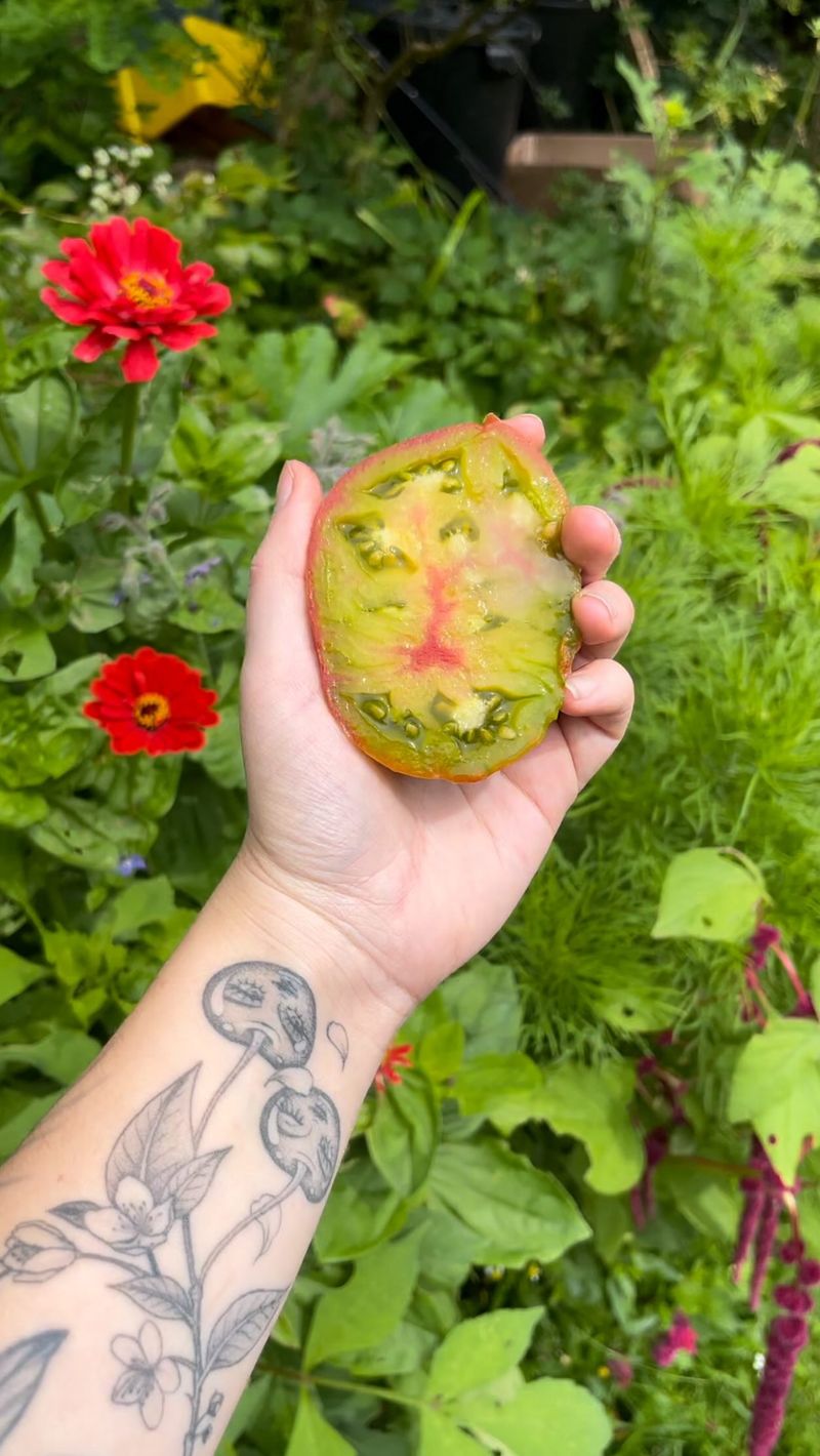 Saving Seeds From Diseased Plants Saving Seeds From Diseased Plants