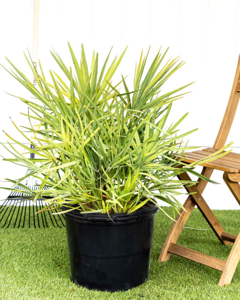 Saw Palmetto Adds Wildlife Cover With Little Fuss Saw Palmetto Adds Wildlife Cover With Little Fuss